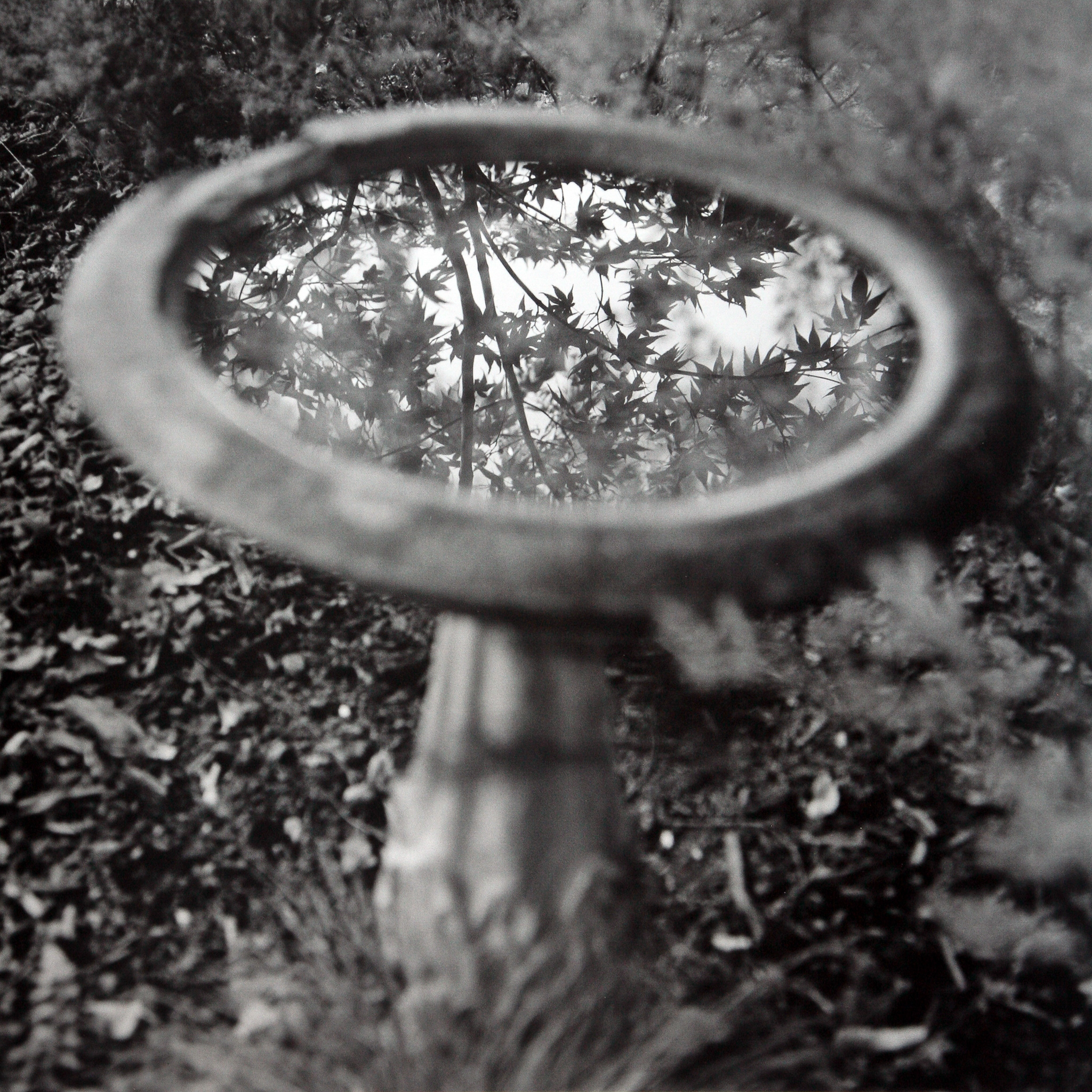 Mirror Pond