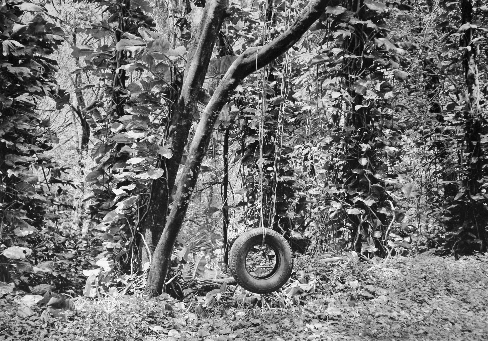 Jungle Swing