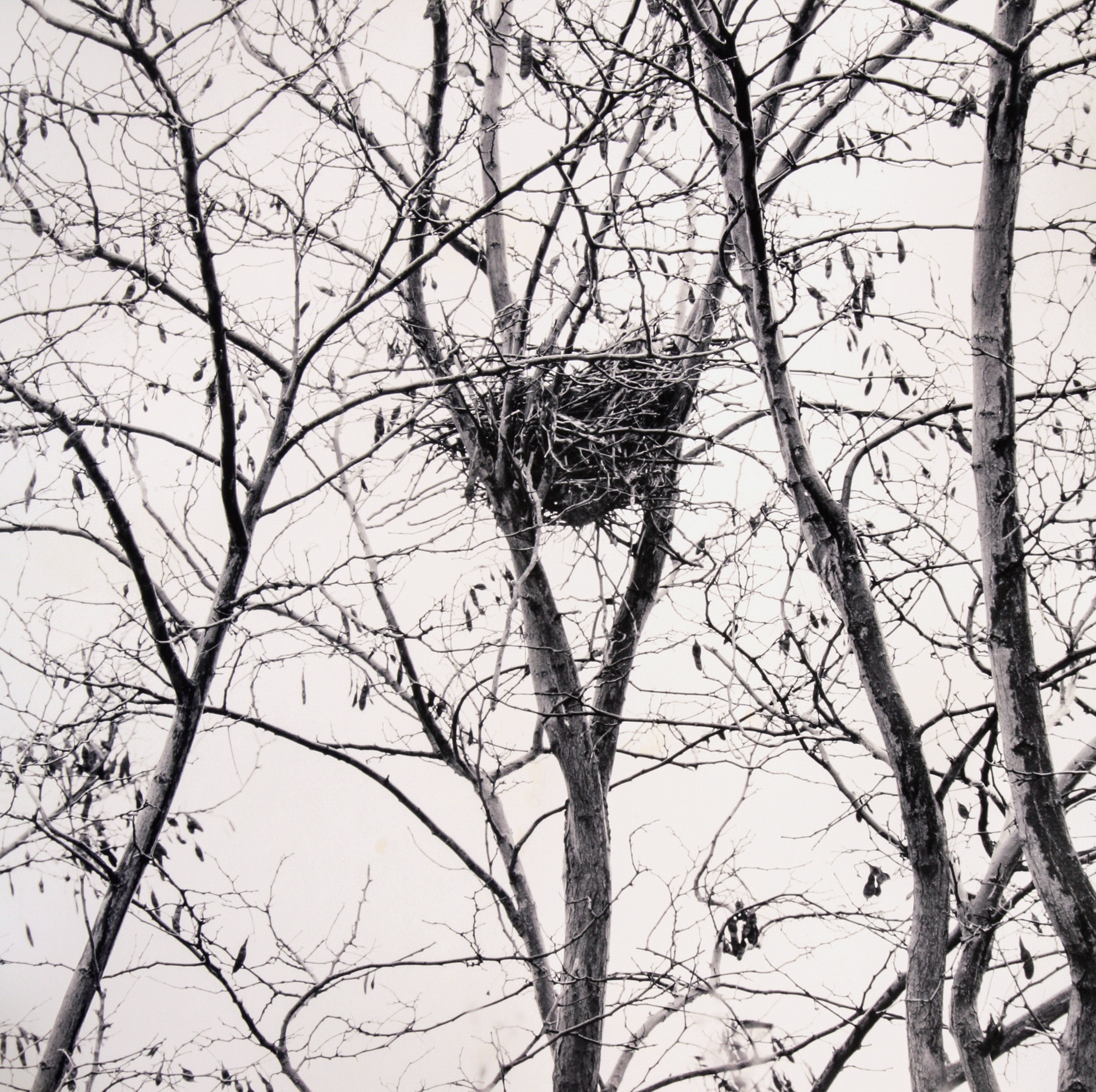 Nest