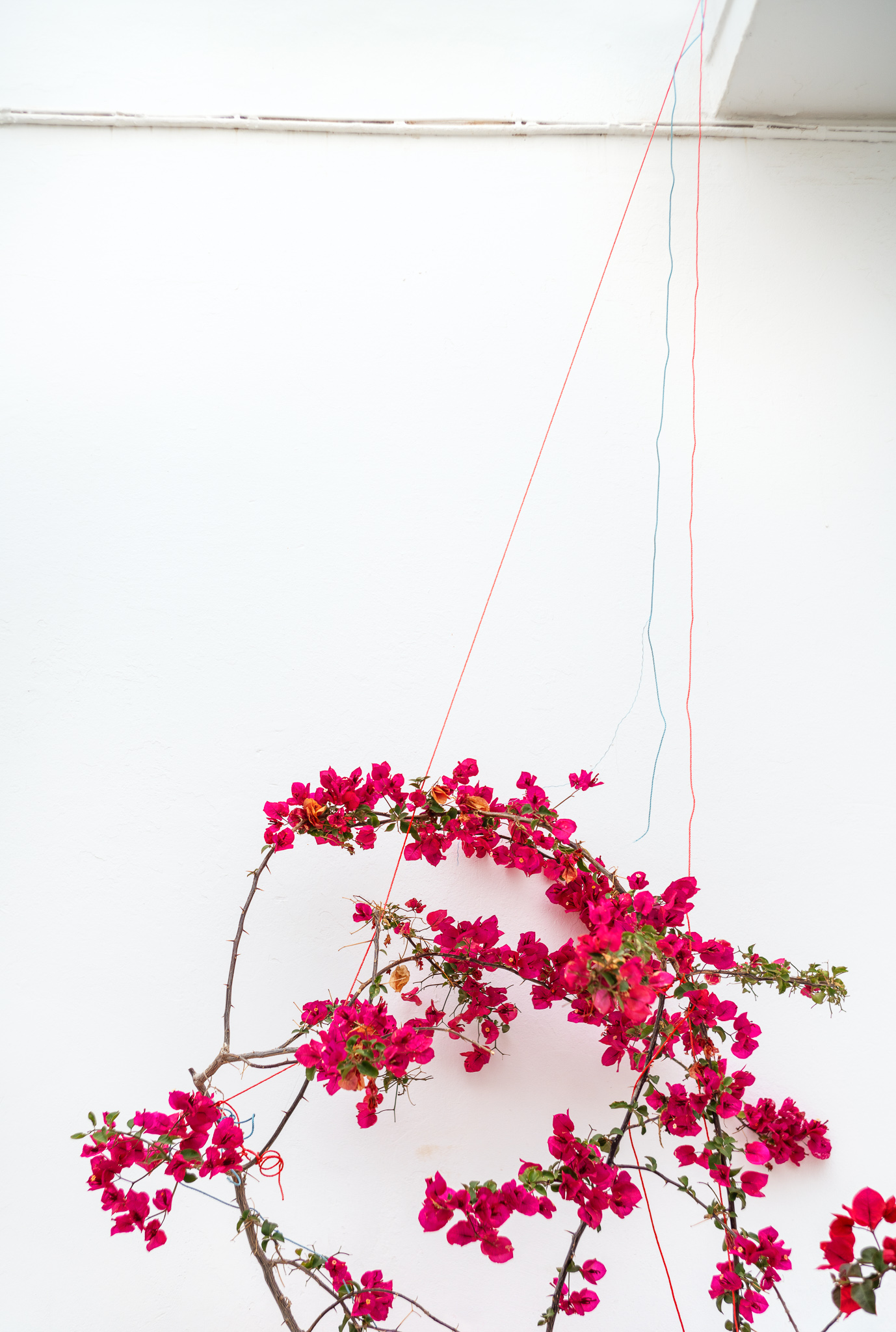 Bougenvilla