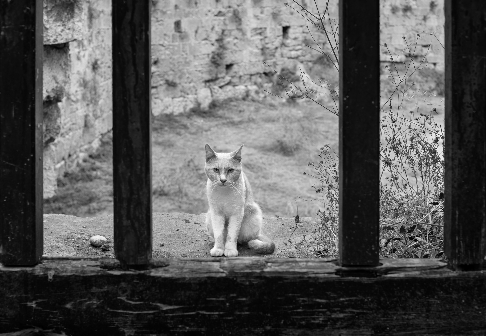 Knight Guards the Castle