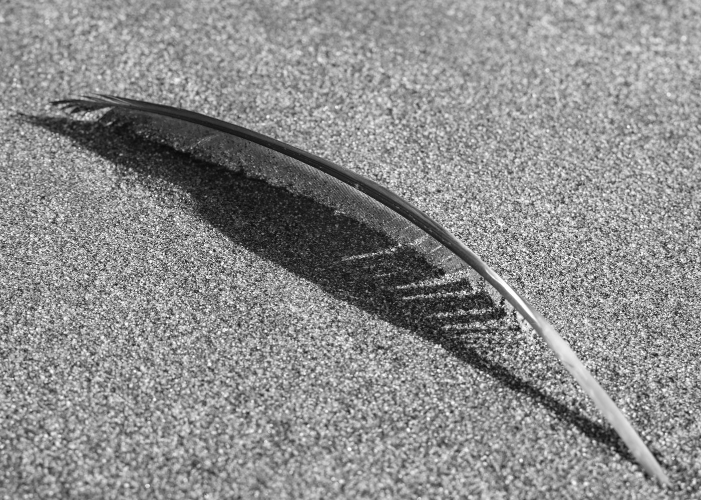 A feather on sand